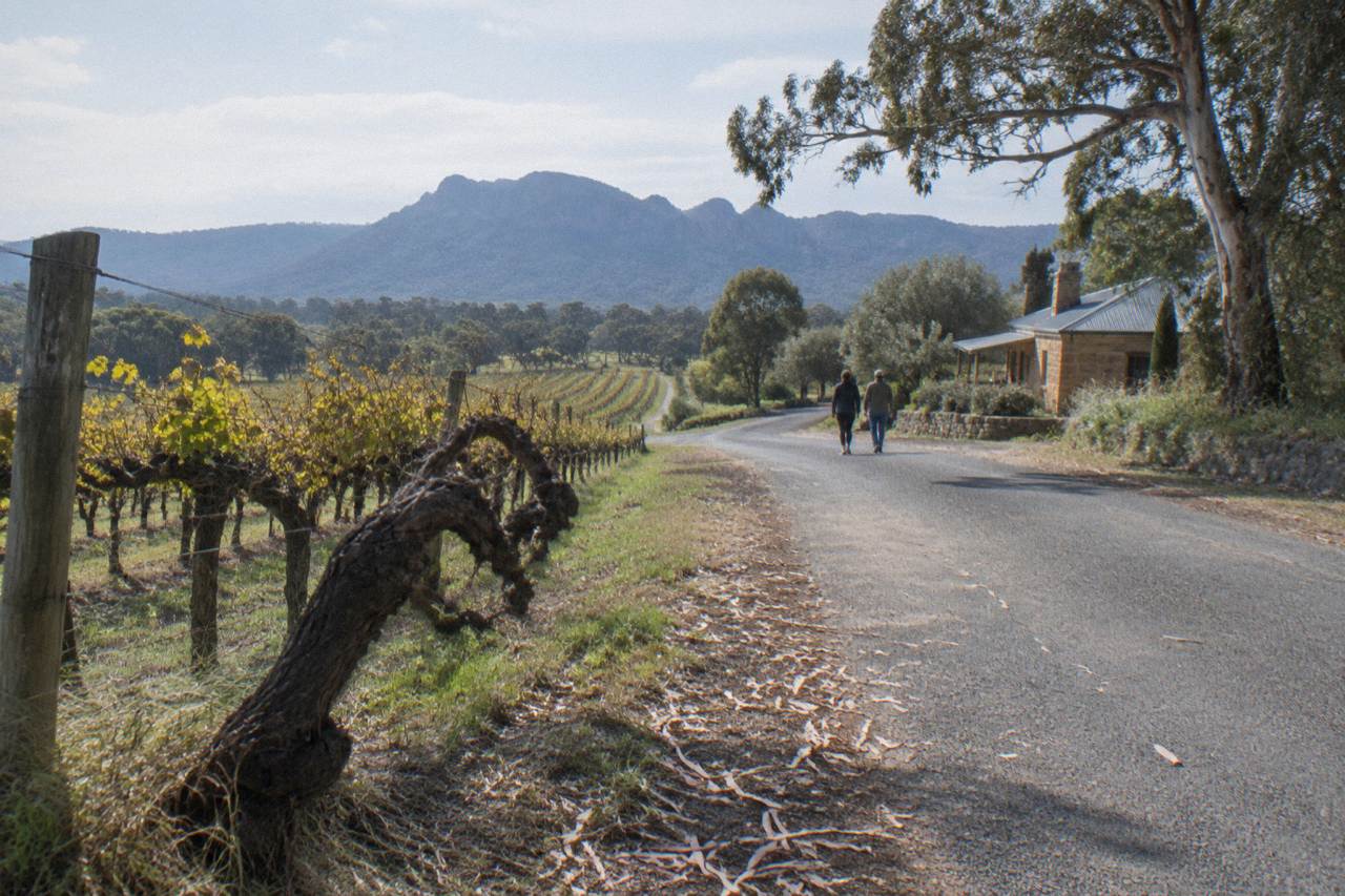 Rows of grapevines stretching along a quiet country road with low hills behind them