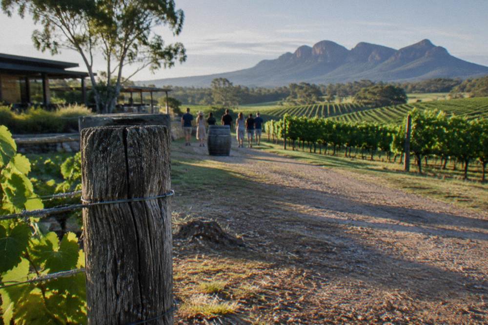 A weathered wooden fence post along a vineyard trail with gravel path and rolling green vines.