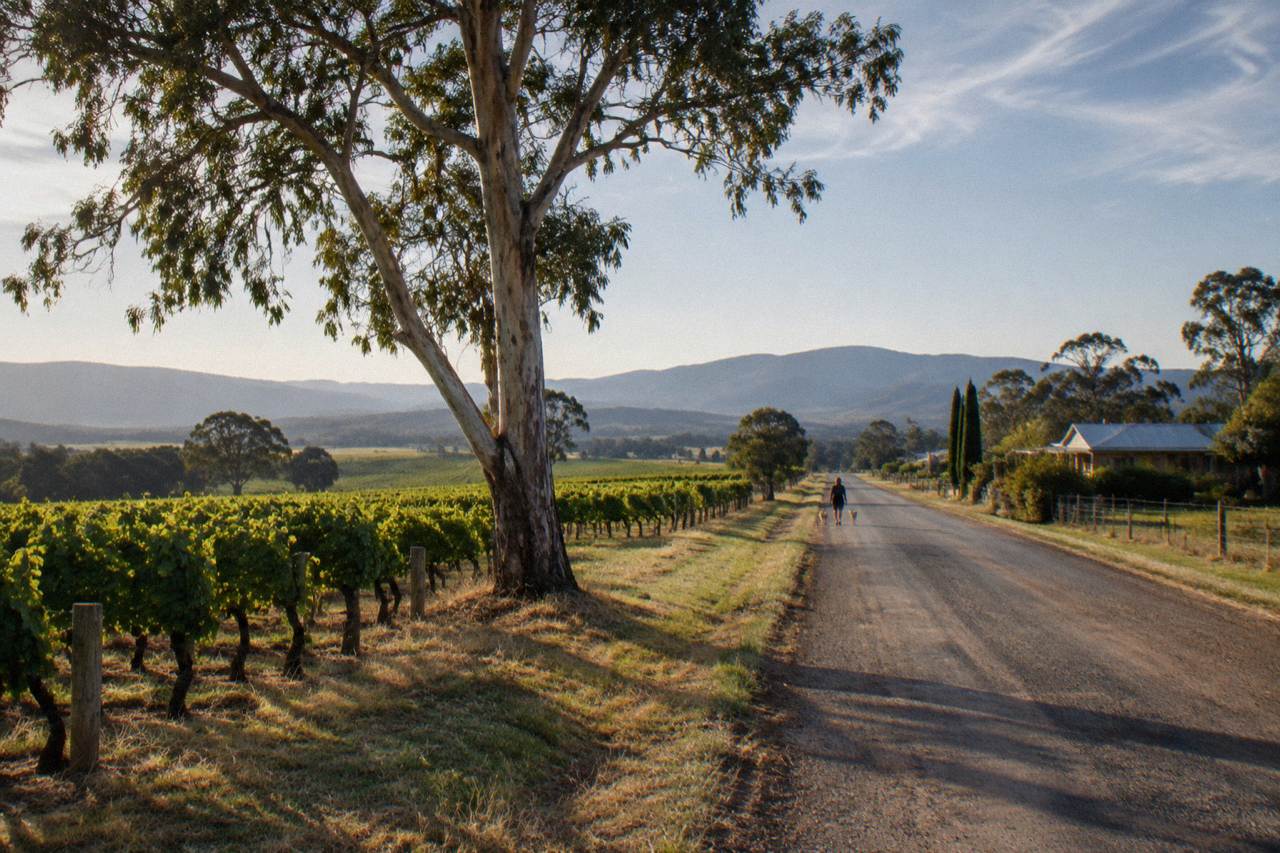 Vineyard rows along a quiet country road in the Hunter Valley at late afternoon