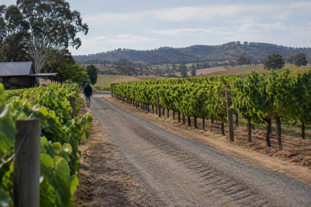 A gravel lane running between neat rows of vineyards toward distant hills