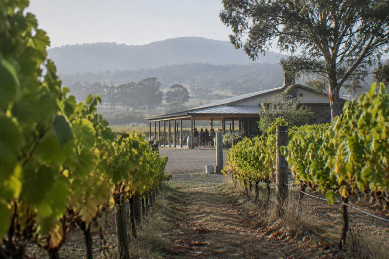 Rows of grapevines in the Hunter Valley with a cellar door building in the distance