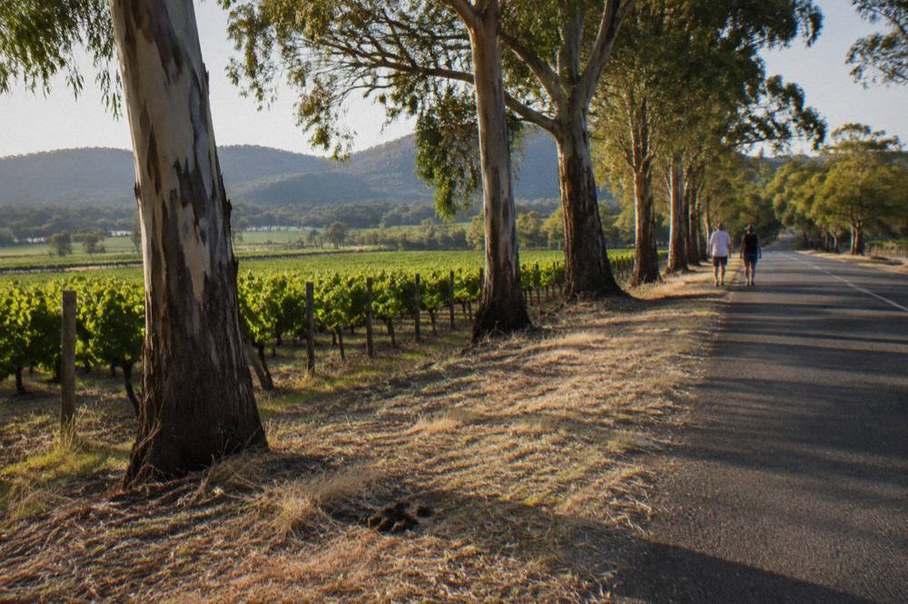 A country road lined with vines and tall gums in the Hunter Valley