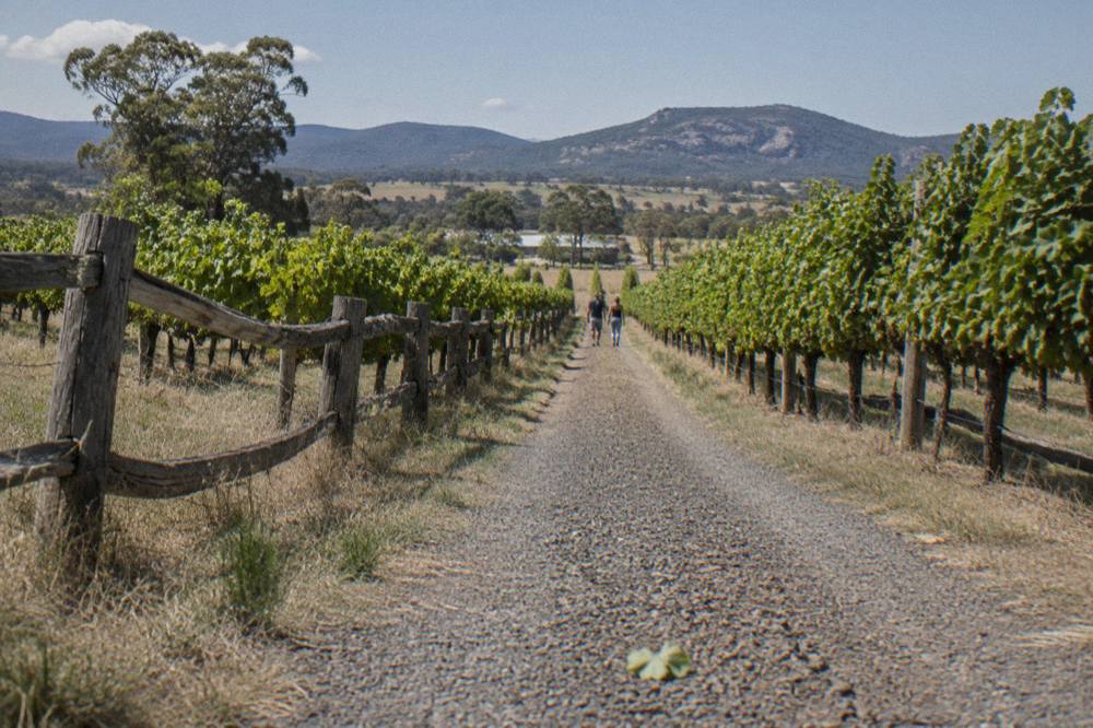 A gravel lane running between two vineyard rows with a low timber fence and open sky