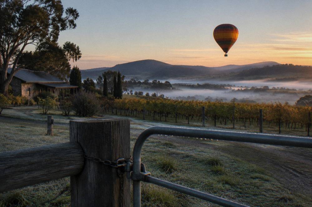 A hot air balloon drifting at sunrise above low mist covering vineyard rows