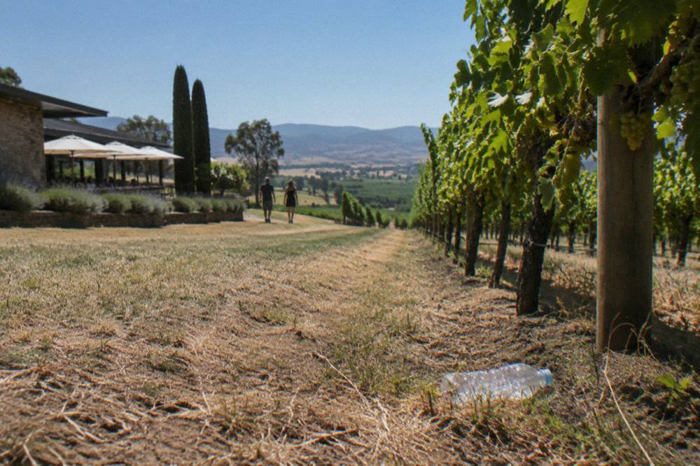 A dry grass verge beside a vineyard row under a wide blue sky