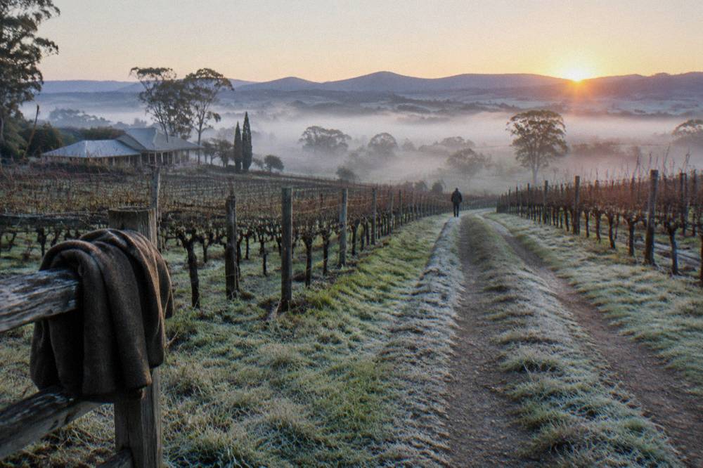 A quiet vineyard track at first light with mist low over the rows