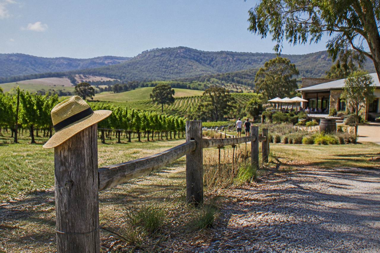 Sunlit vineyard rows in the Hunter Valley with a rustic fence and rolling hills behind them