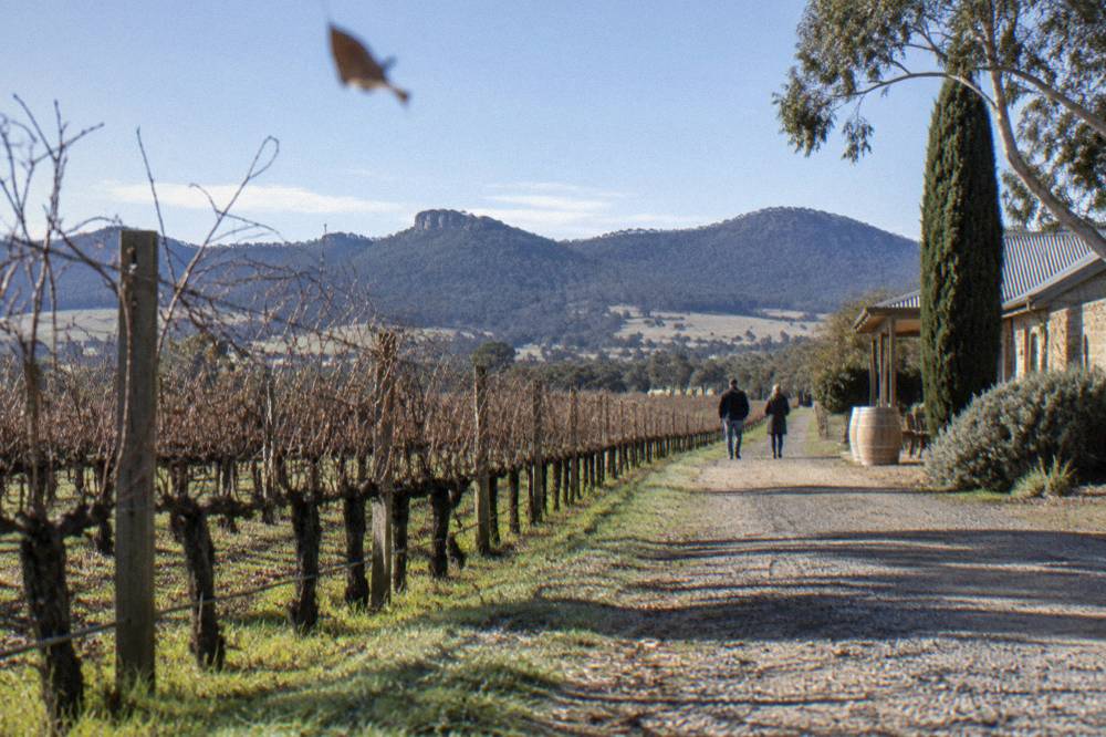 A gravel lane between vineyard rows with hills in the distance under a clear sky
