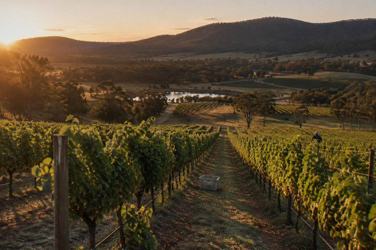 Rows of grapevines rolling toward low hills in the Hunter Valley at golden hour