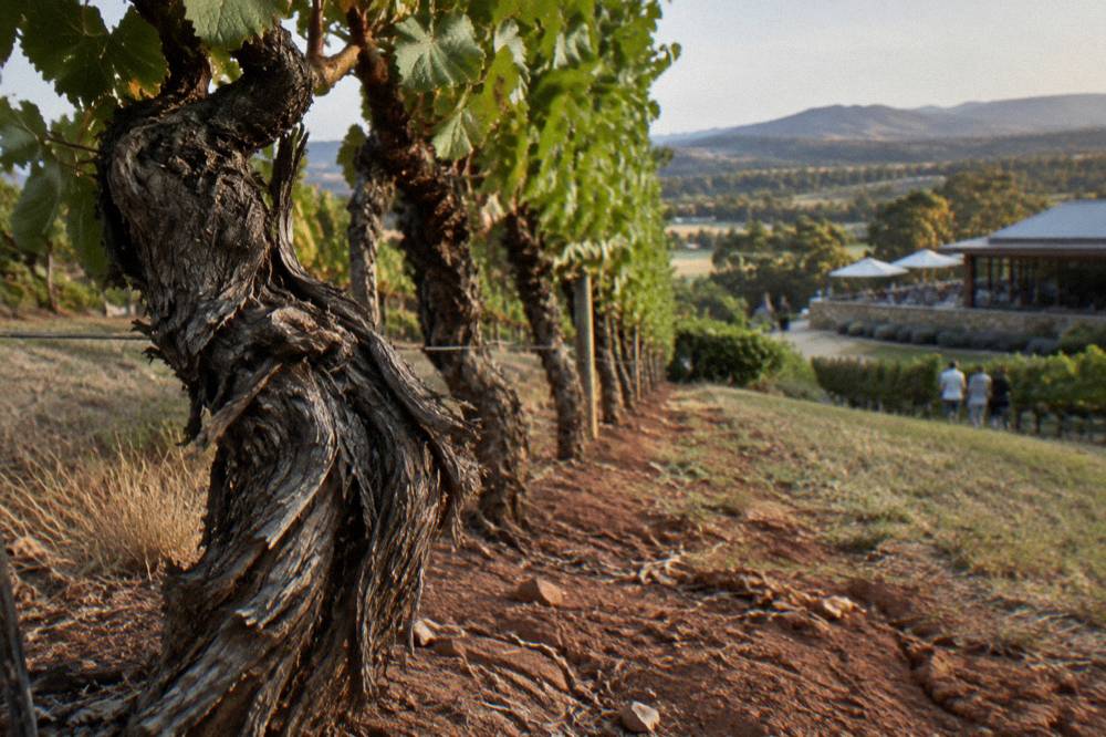 Weathered old shiraz vines with twisted trunks along a dusty row in late afternoon light