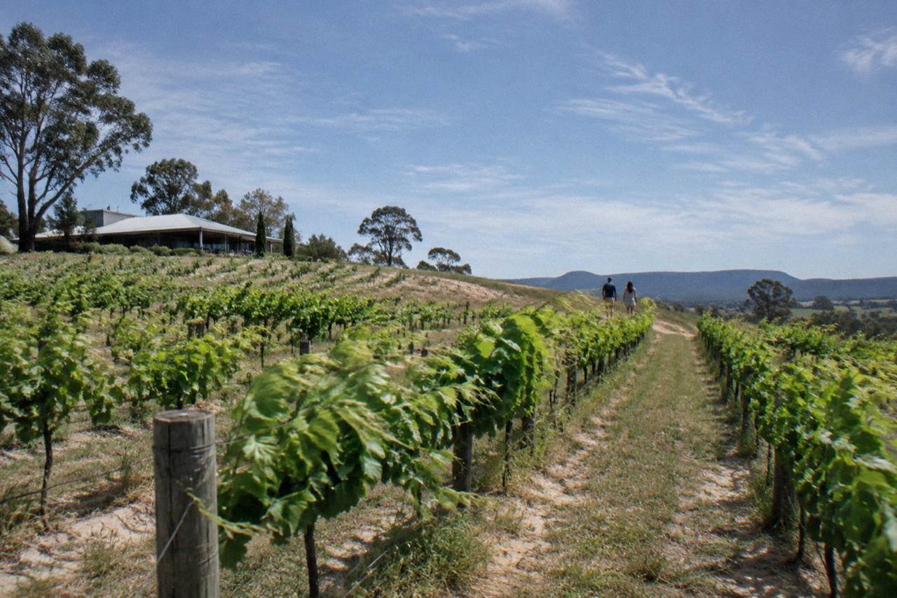 Rows of grapevines on a low Hunter Valley hillside under a wide blue sky