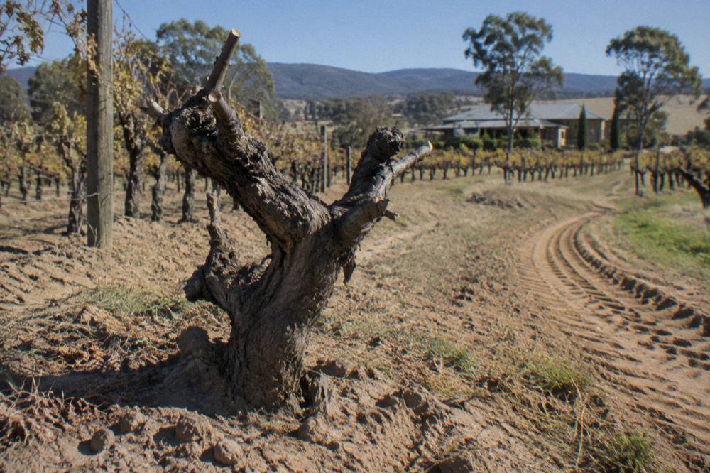 Old gnarled Shiraz vine stock in a dry-farmed vineyard row with sandy soil