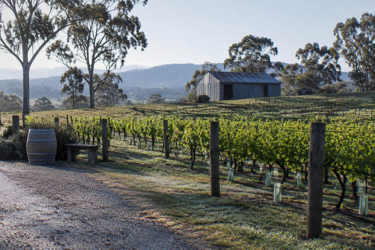 Rows of grapevines on a low hill with a historic cellar door building in the distance under a clear sky