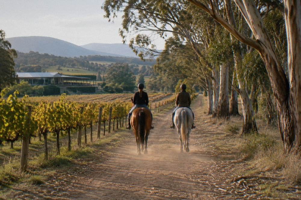 Riders on horseback following a dirt track between rows of vineyards and gum trees