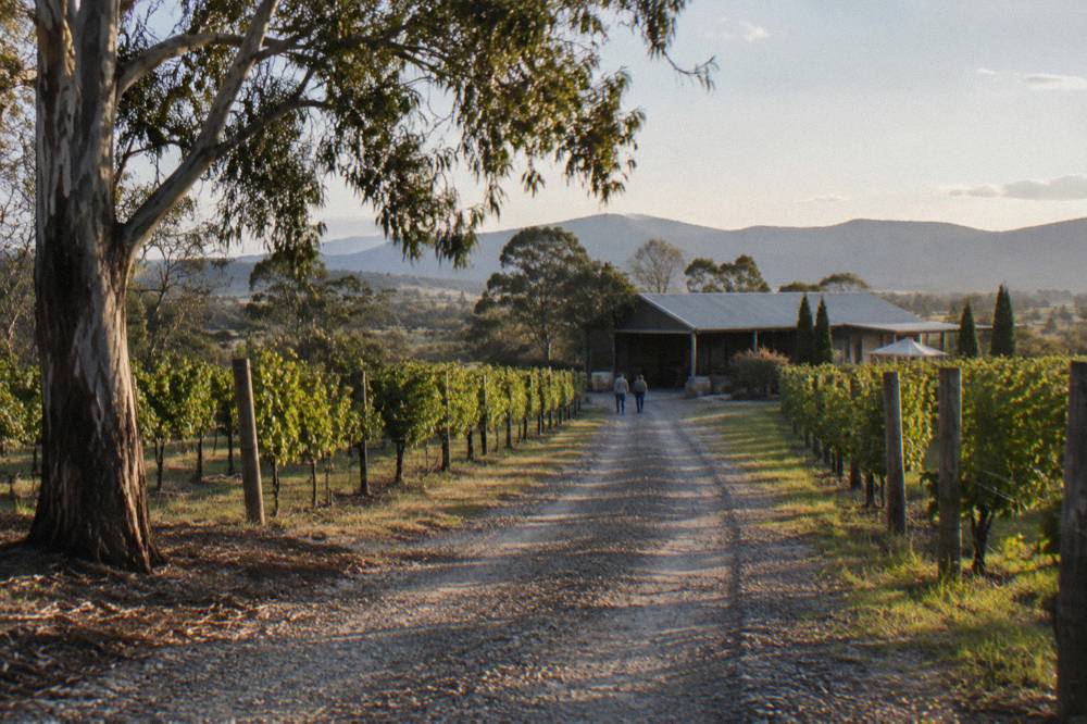 A vineyard driveway with rows of vines and a gravel road