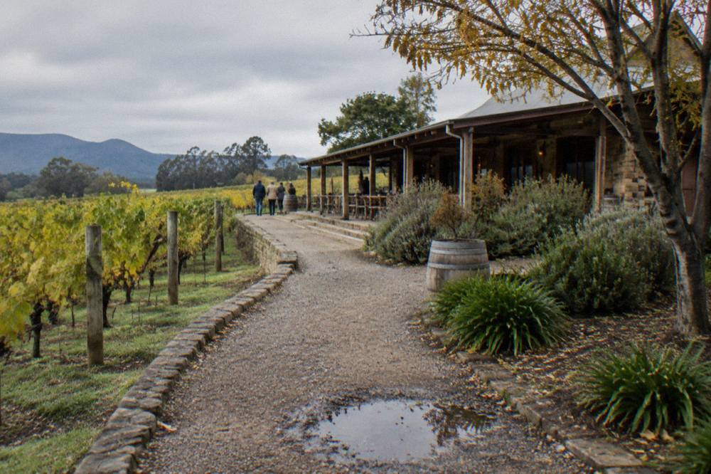 Gravel path leading to a timber cellar door building among vineyards