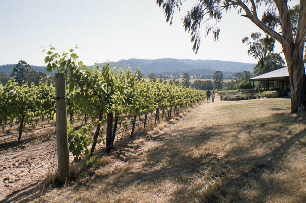 Rows of grapevines with dry grass between the rows under a wide sky