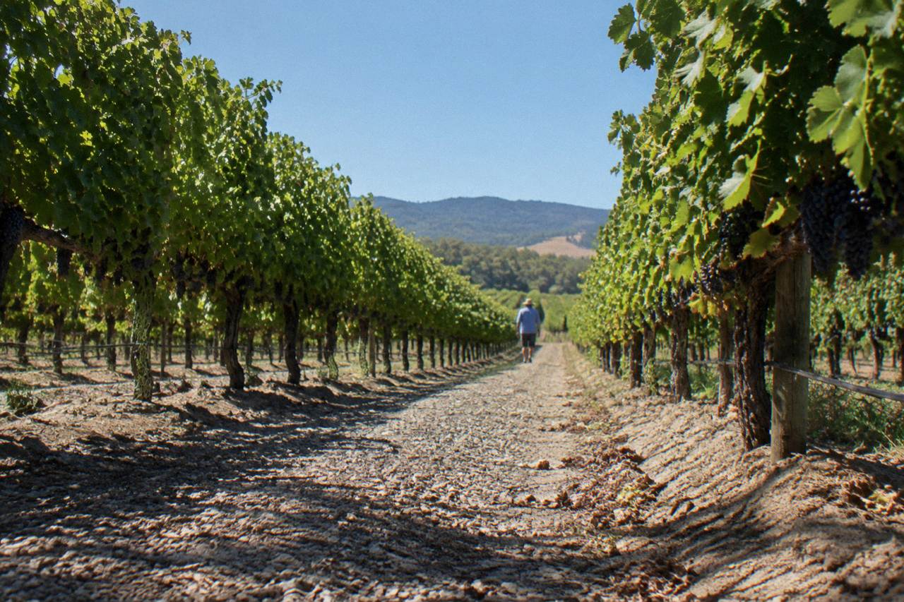 Sunlit vineyard rows with a gravel path between the vines on a clear day