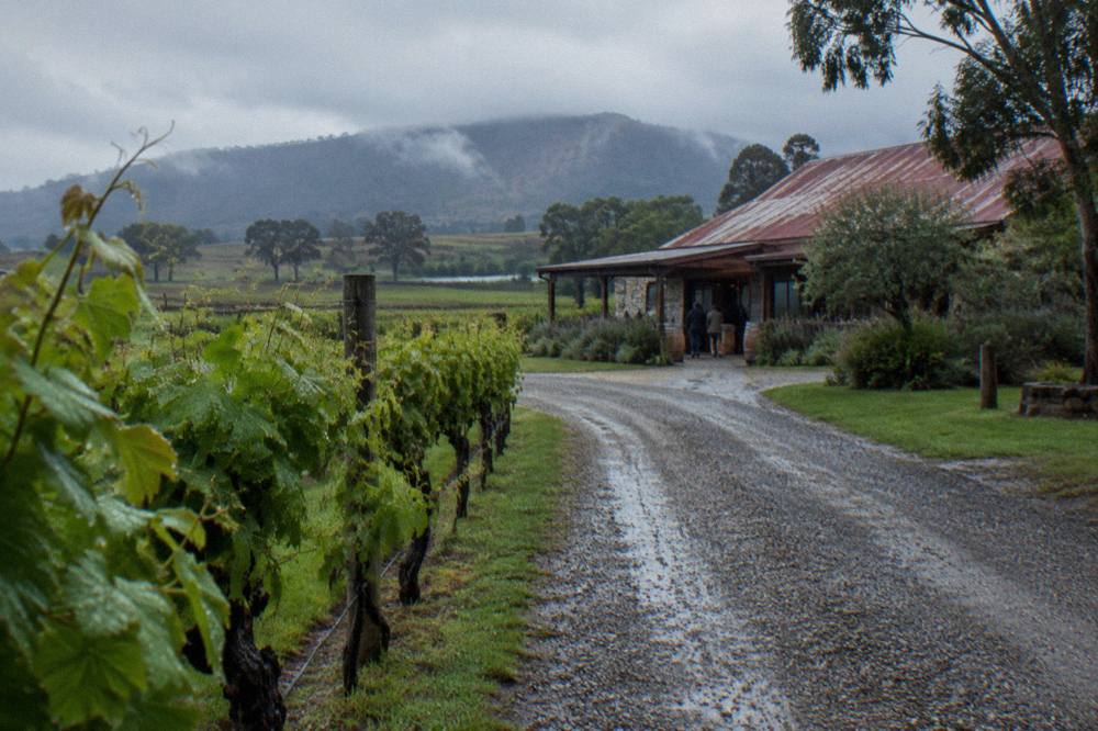 A gravel driveway leading to a rustic cellar door building among vines