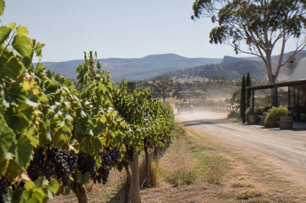 Rows of grapevines under a wide sky with distant hills on the horizon