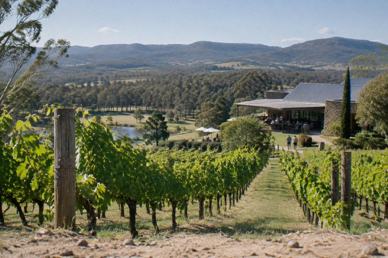 A sunlit vineyard row in the Hunter Valley with rolling hills behind it