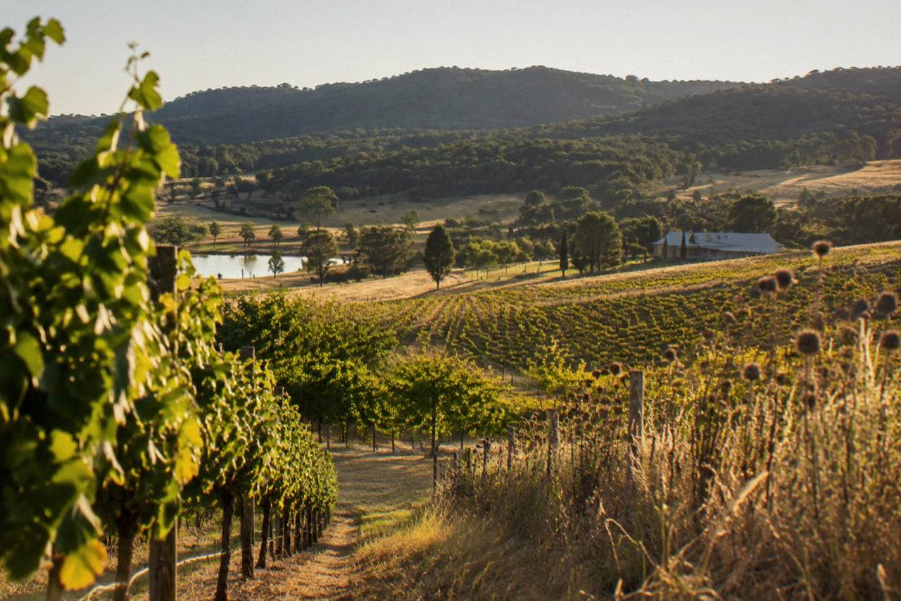 Vineyard rows and rolling hills in the Hunter Valley at late afternoon
