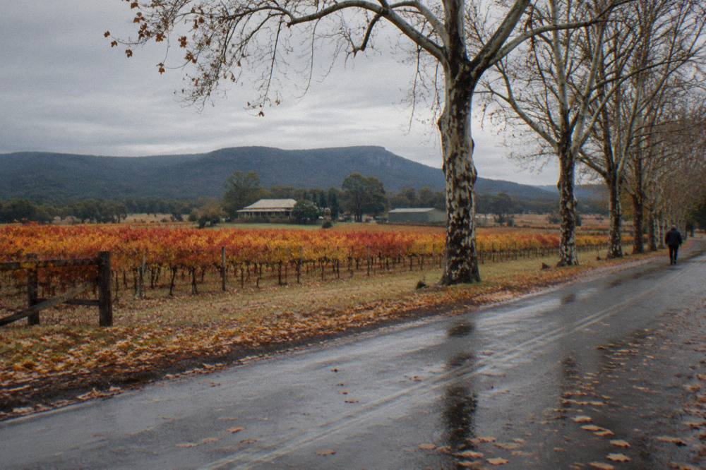 Vineyard rows turning orange and red in autumn beside a quiet country road