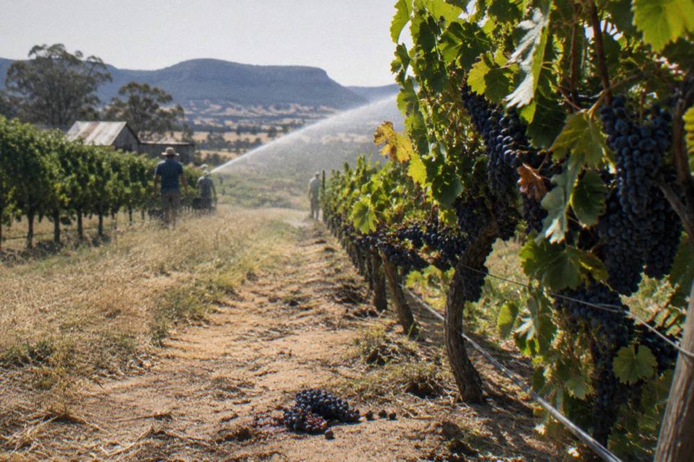 Grapevines heavy with ripe shiraz clusters under a bright summer sky