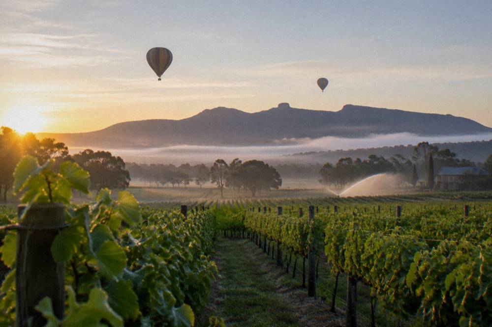 Hot air balloons drifting at sunrise over misty Hunter Valley vineyards