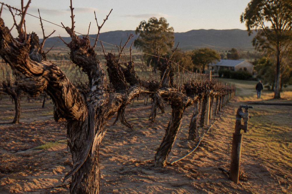 Old gnarled shiraz vine trunks in a dry vineyard row