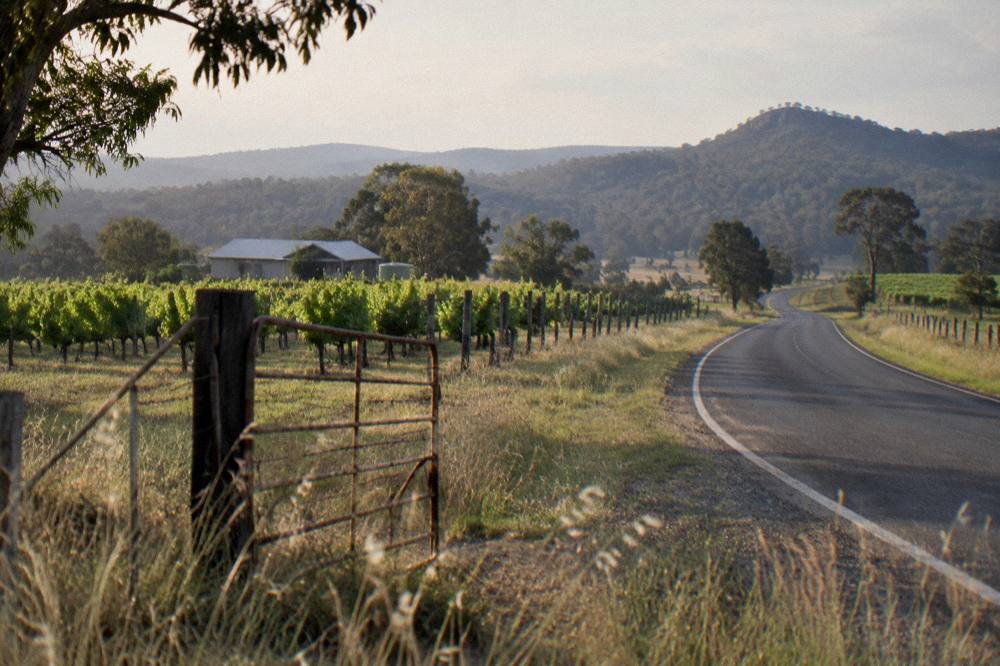 A country road curving past vineyard rows toward low hills