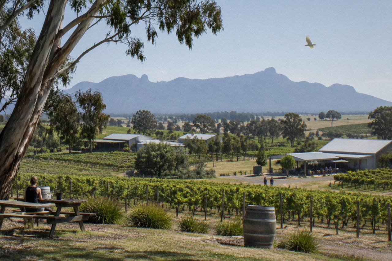 Vineyard rows and cellar door buildings across a wide valley at midday