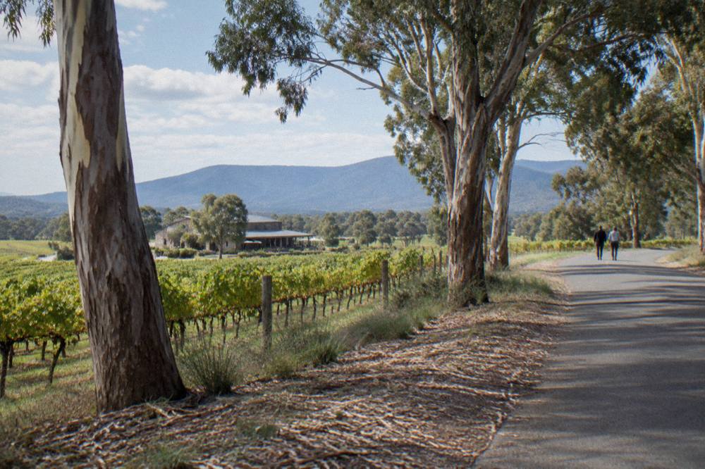 Country road curving past vineyards and gum trees toward the Hunter Valley