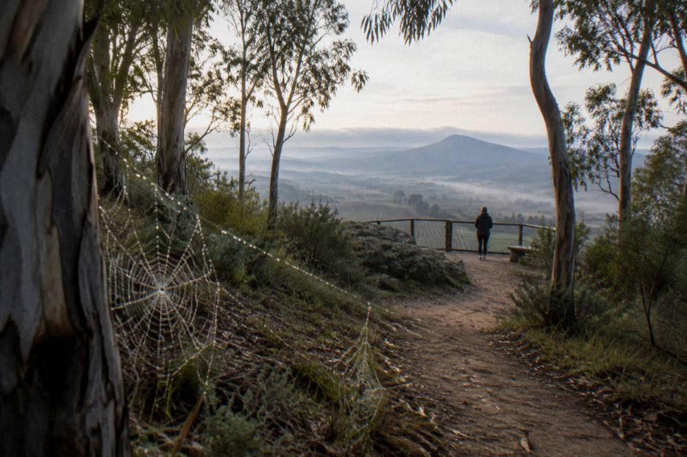 Sandy track leading through eucalypt bushland toward a Hunter Valley lookout