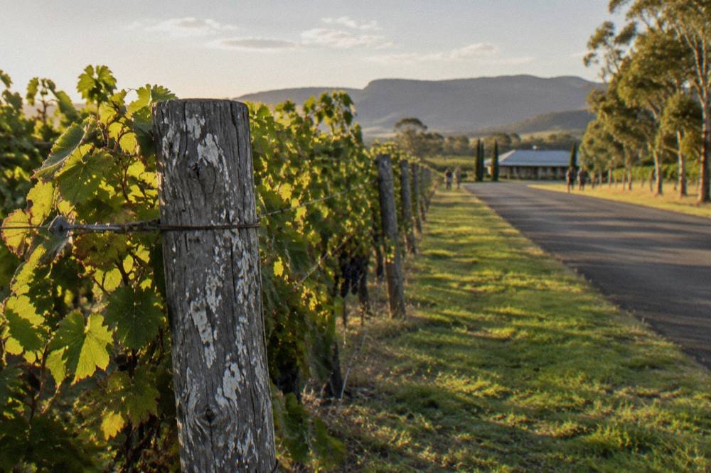 A bicycle leaning against a fence post beside a vineyard row on a quiet country road