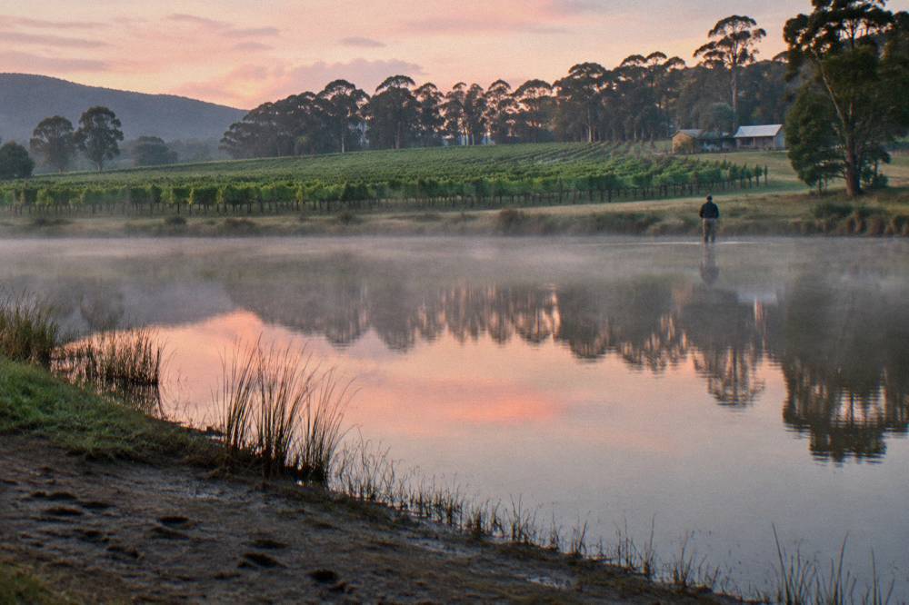 Vineyard rows stretching to a treeline under morning light in the Hunter Valley