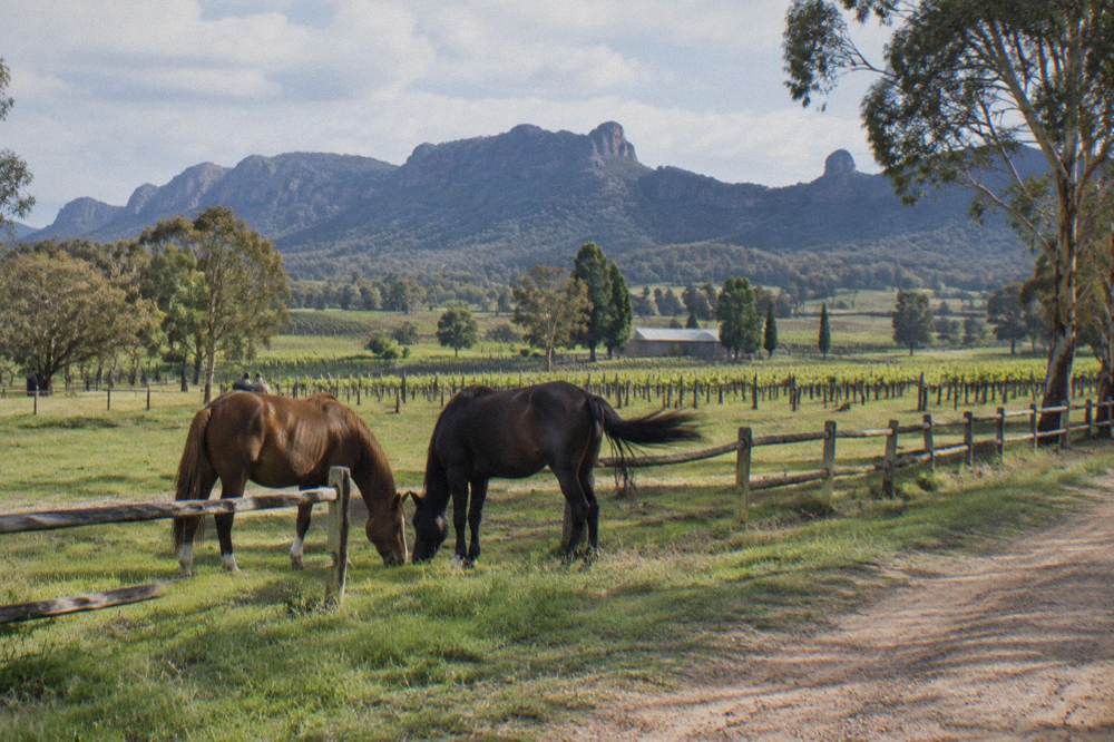 Horses standing in a green paddock beside a rustic fence with vineyards beyond