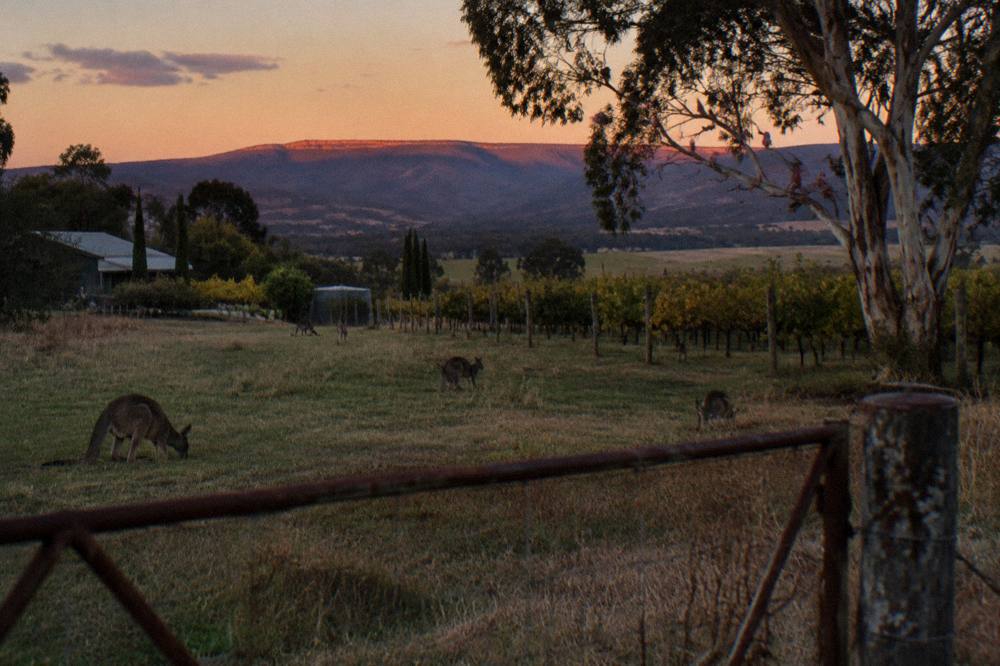 Kangaroos grazing in an open paddock at the edge of a vineyard near dusk