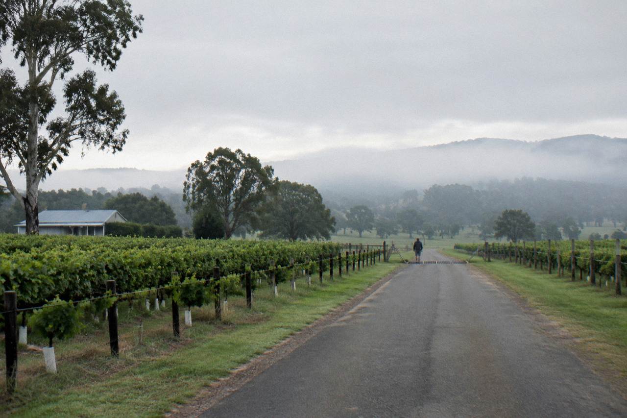 A quiet country road running between rows of leafy vineyards under a wide sky