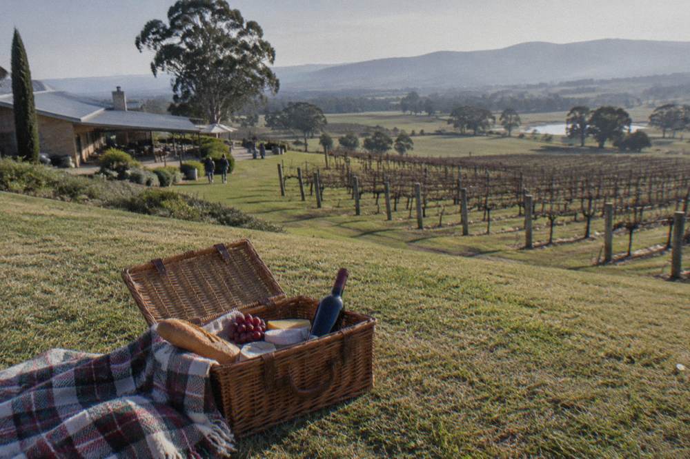A picnic hamper with bread, cheese and a bottle of wine on a lawn beside vineyard rows