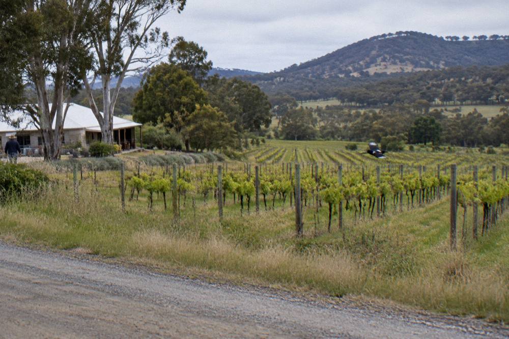 Vineyard rows along a country road in Pokolbin with hills in the distance
