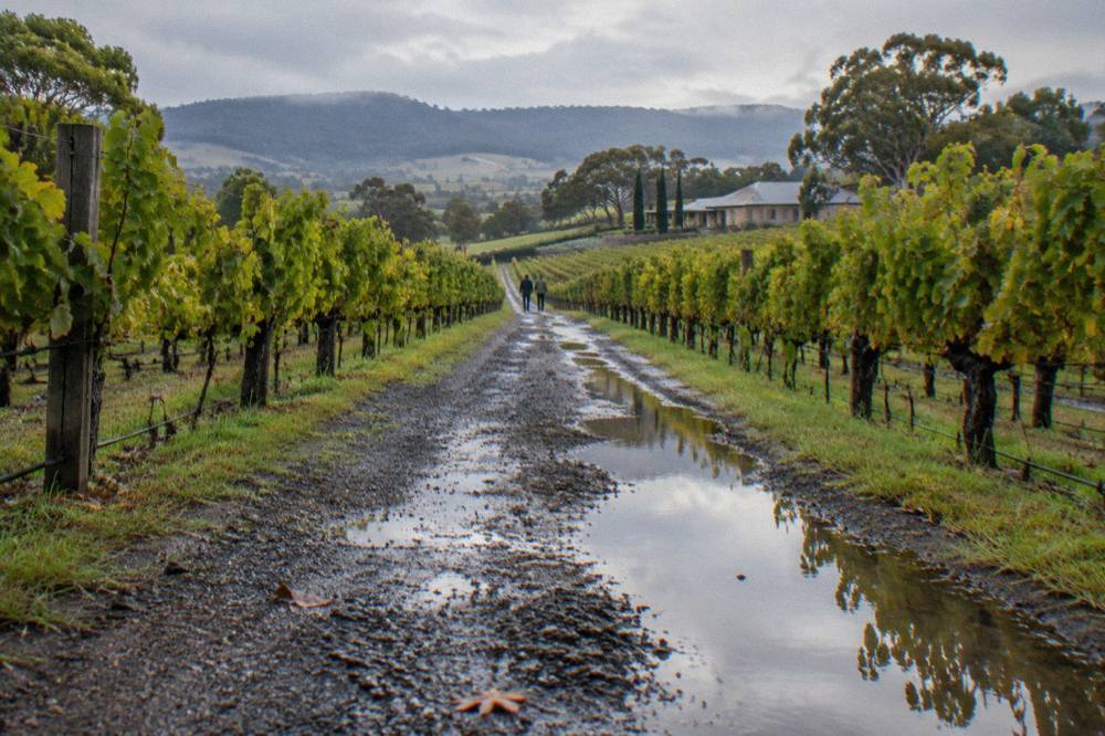 A gravel lane running between tidy rows of grapevines with hills in the distance