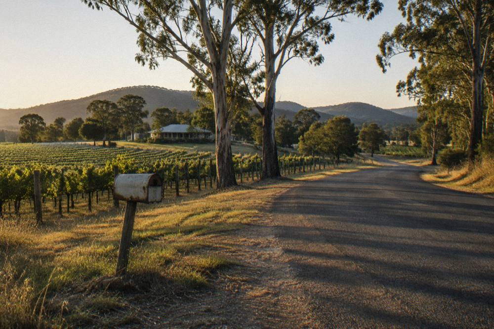 A quiet country road curving past vineyards and scattered gum trees in late afternoon light