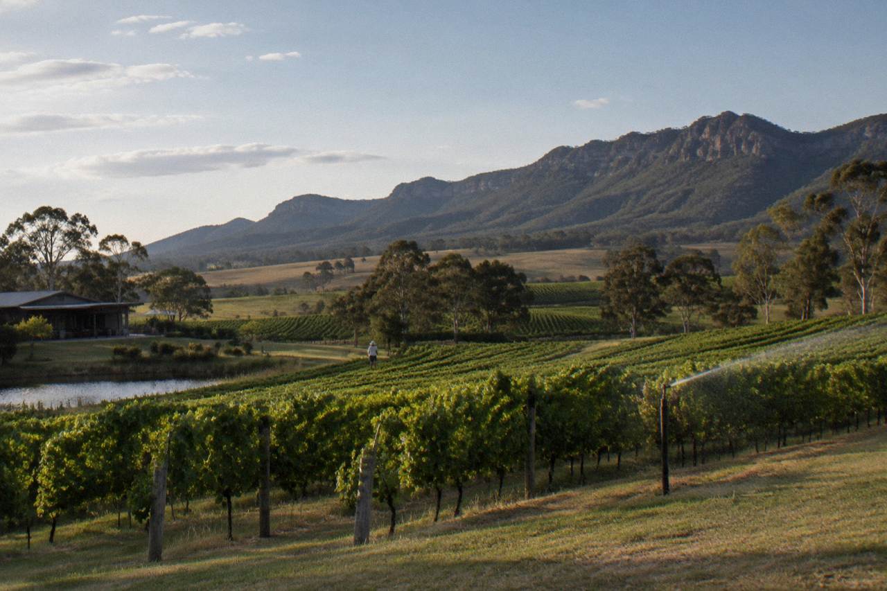 Rows of grapevines rolling toward a low mountain ridge under a wide afternoon sky
