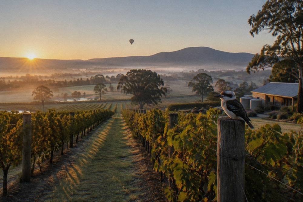 Sunrise light across a Hunter Valley vineyard with a hot air balloon in the distance