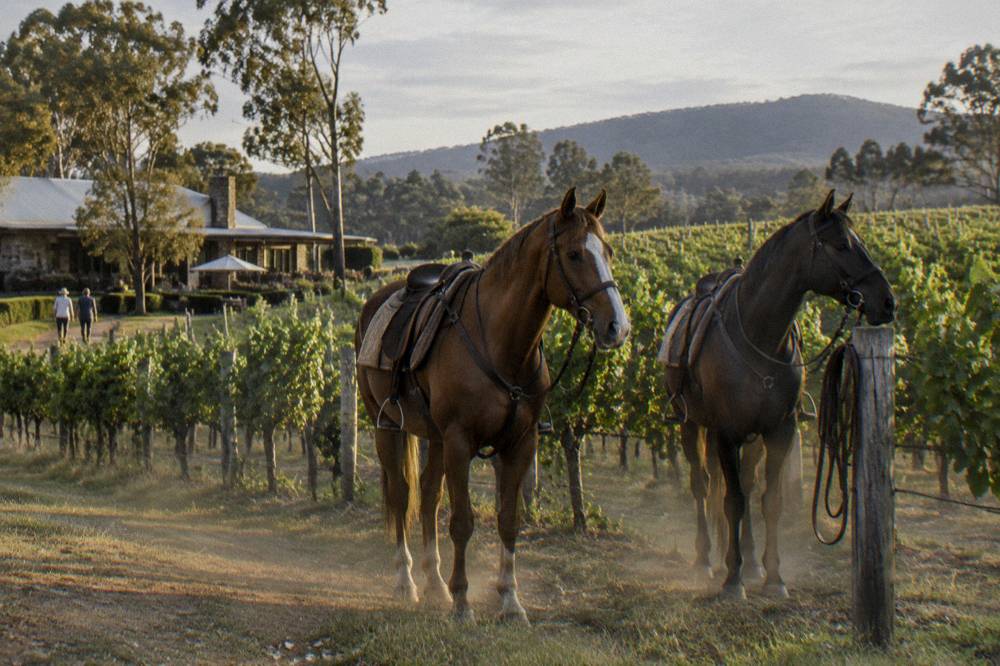 Horses standing among vineyard rows on a Hunter Valley property