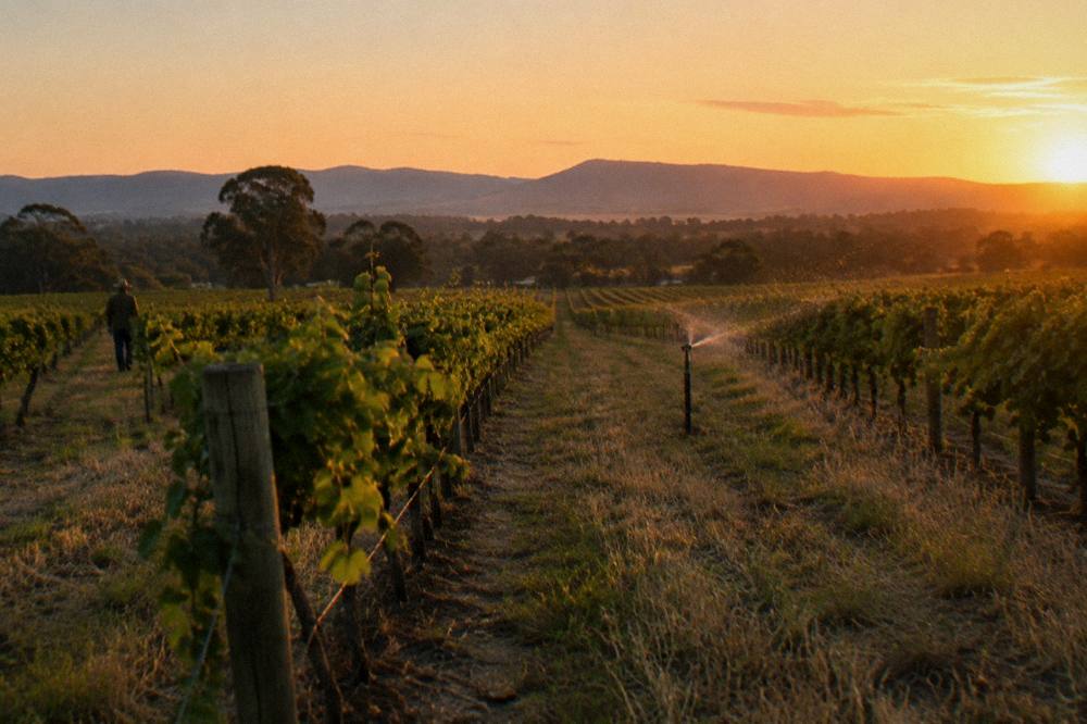 Vineyard rows at golden hour with a distant treeline and open sky