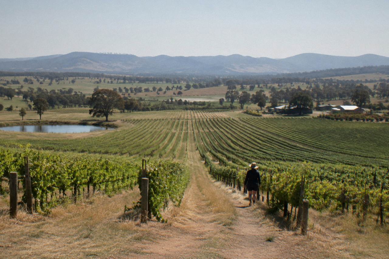 Rows of grapevines in the Hunter Valley at midday with hills on the horizon