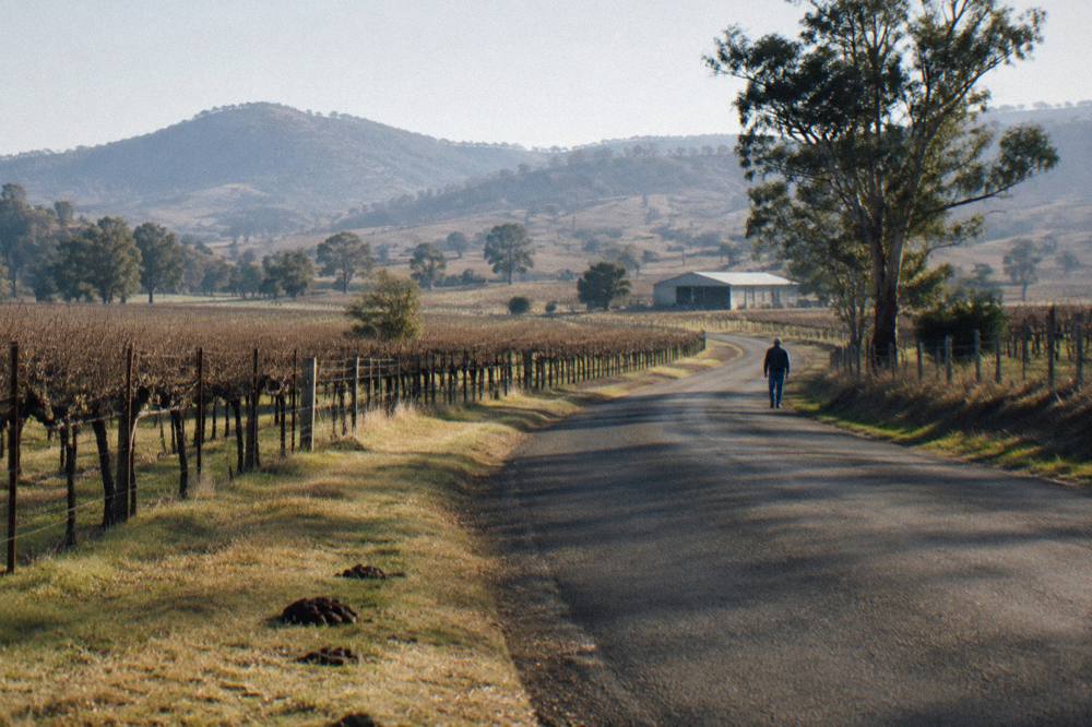 A quiet country road winding between vineyard rows and bare hills toward a distant winery building