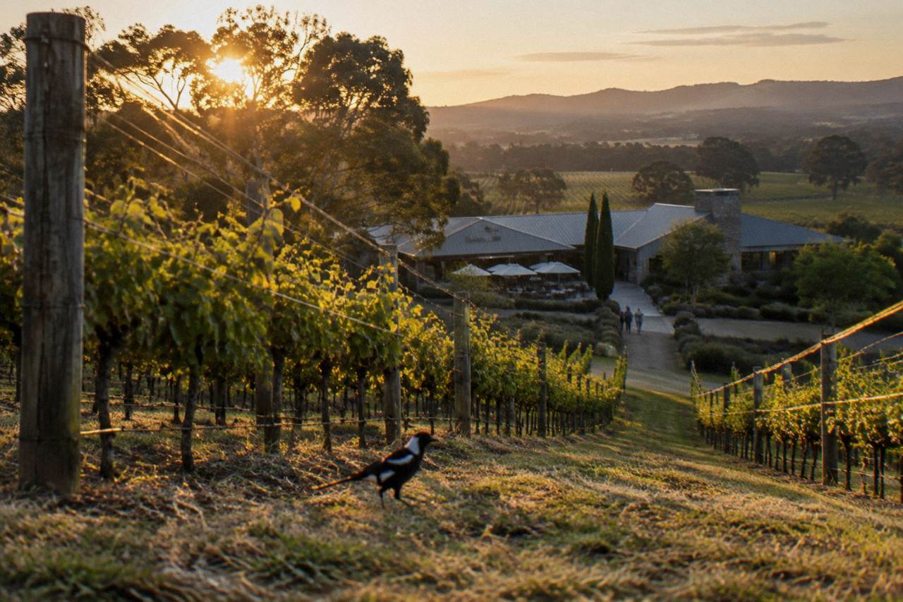 Rows of grapevines in the Hunter Valley at golden hour with a distant cellar door building